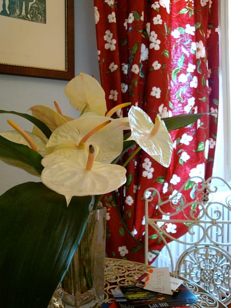 camelia3