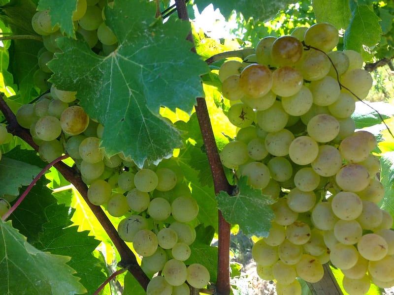 harvest201438