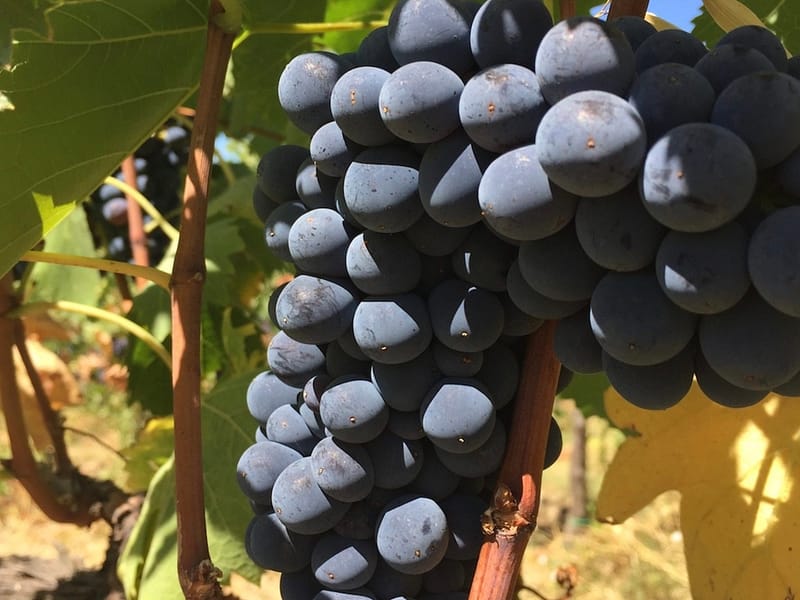 pievedepitti_vendemmia2016_42