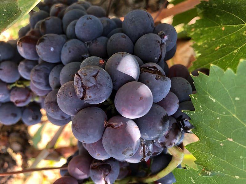 pievedepitti_vendemmia2018_37