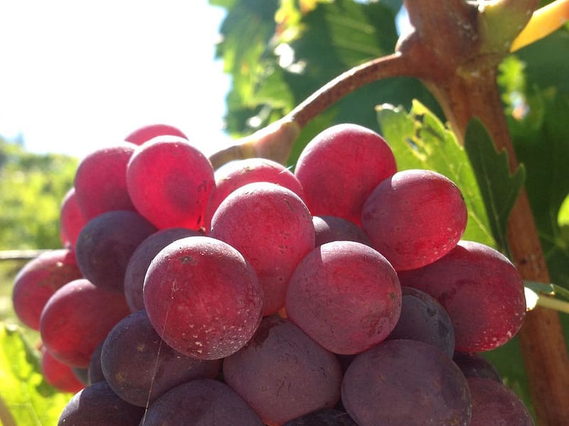 harvest201439