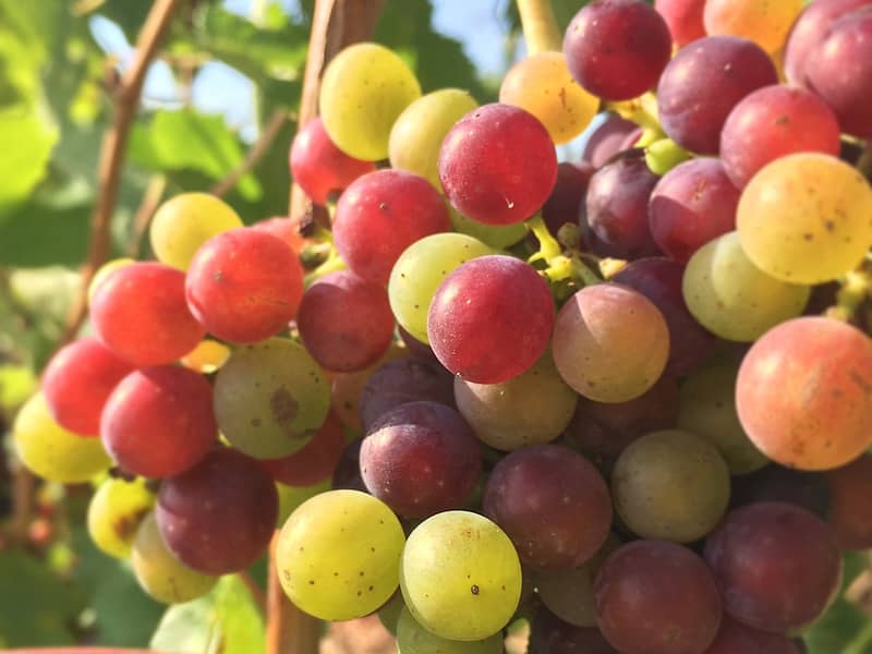 pievedepitti_vendemmia2017_62