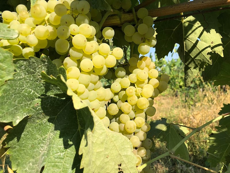 pievedepitti_vendemmia2018_34