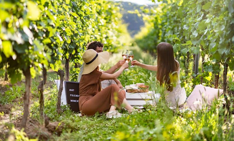 Picnic in the vineyard